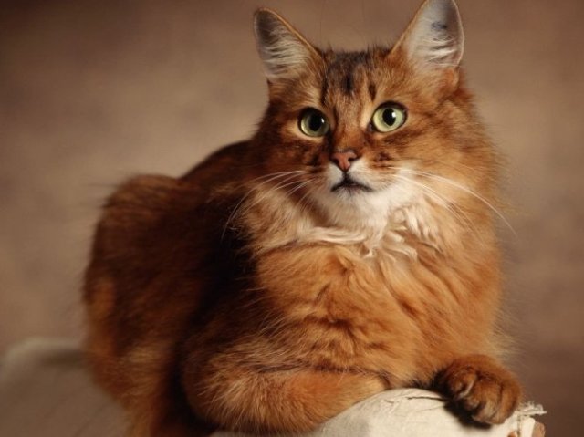 Gato.