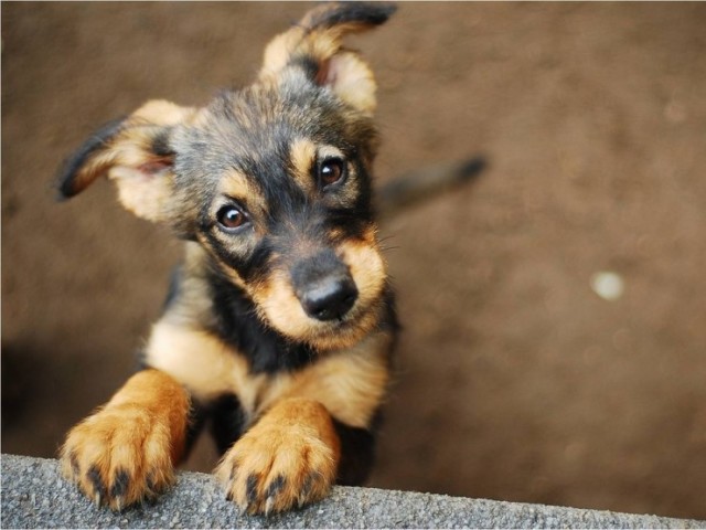 Qual raça de cachorro combina mais com você?
