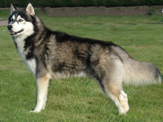 Husky siberiano