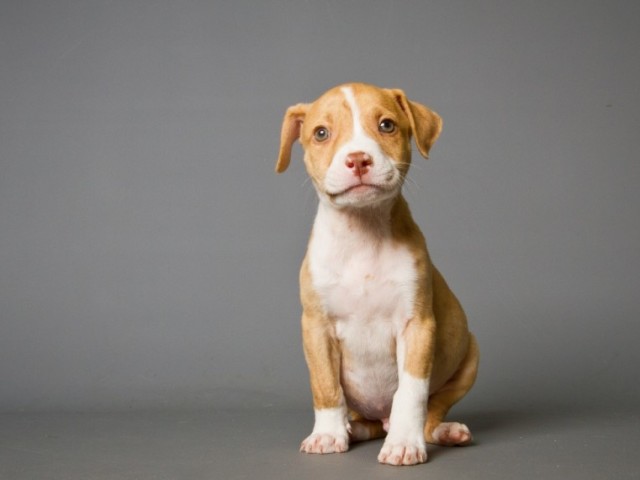 Pit bull