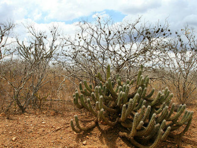 Caatinga