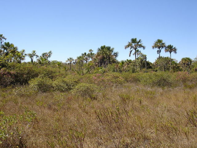 Cerrado