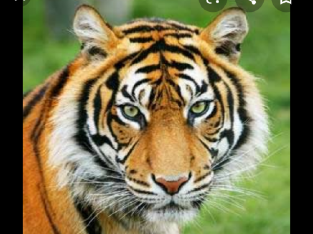 Tigre