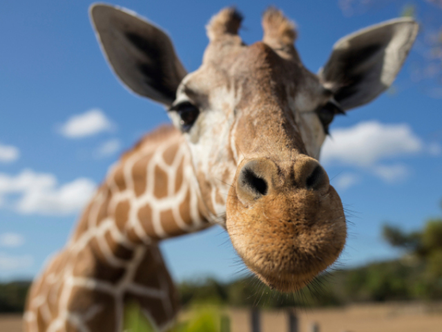 Girafa