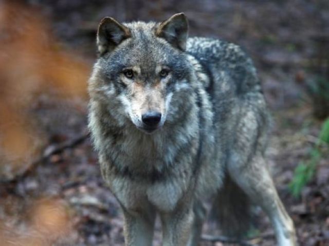 Lobo