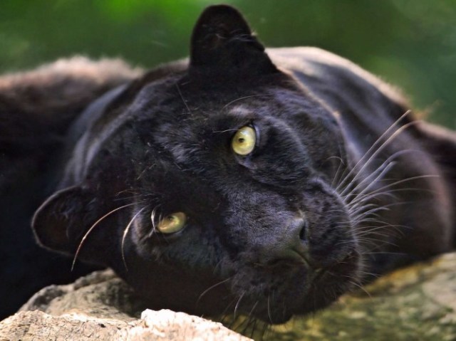 Você sabe reconhecer os felinos?