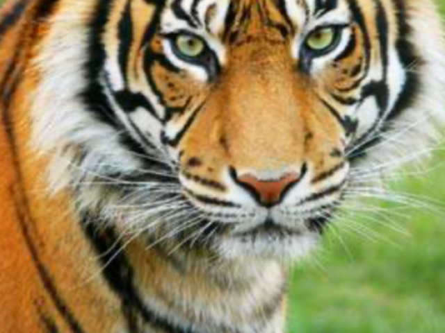 Tigre