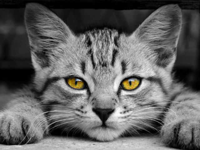 Você conhece as raças de gato?