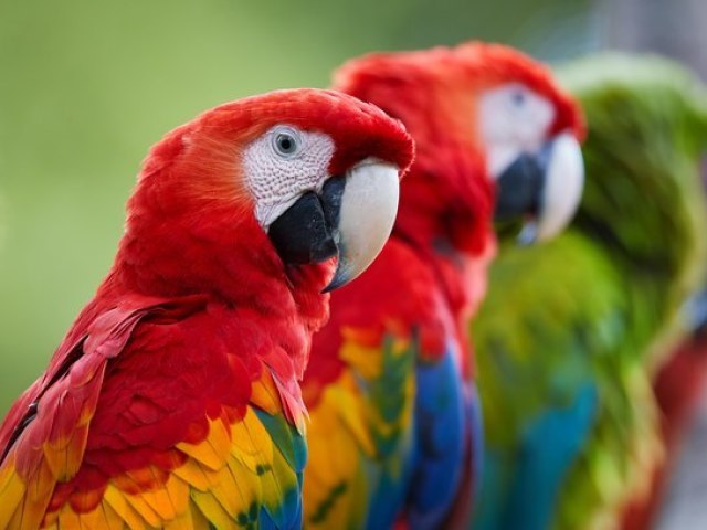 Arara