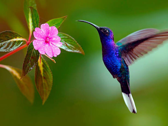 Beija-flor