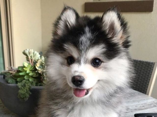 Pomsky