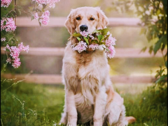 Qual cachorro possui a sua personalidade?