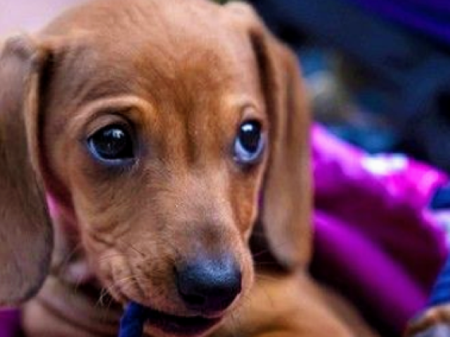 Meus parabéns, um Dachshund