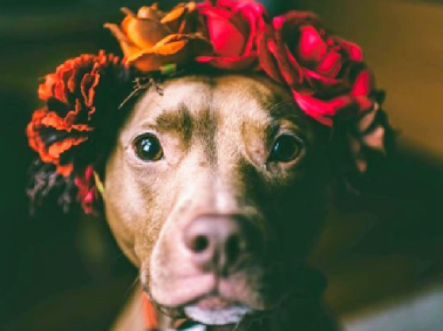 Meus parabéns, um Pitbull