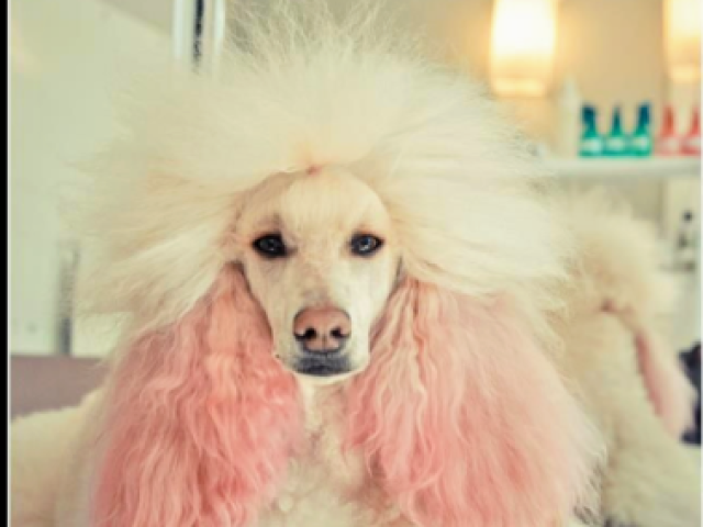 Meus parabéns, um Poodle
