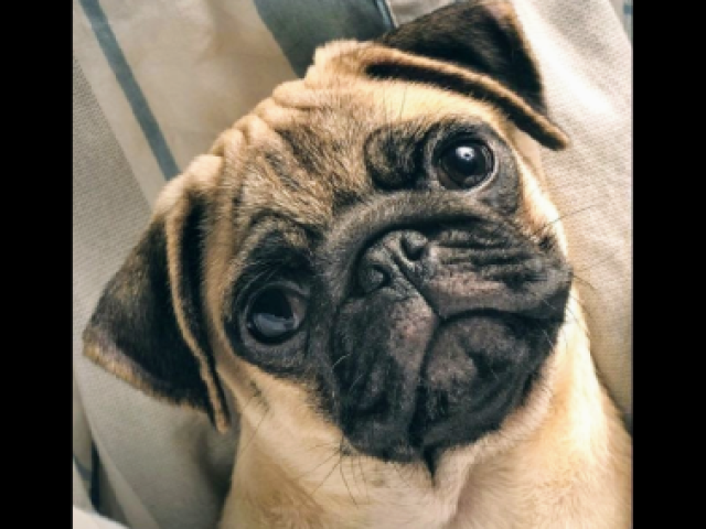 Meus parabéns, um Pug