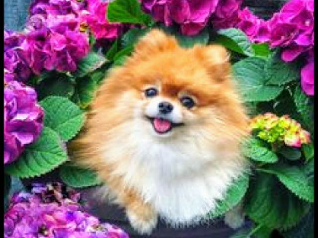 Meus parabéns, um Spitz Alemão