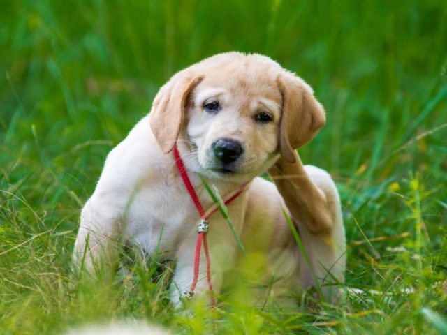 Este cão lindo.