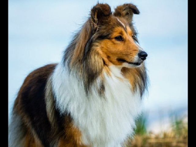 Meus parabéns, um Rough Collie