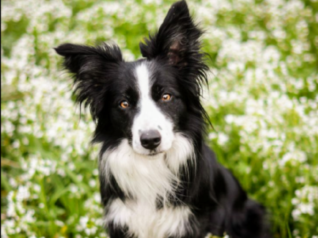 Meus parabéns, um Border Collie
