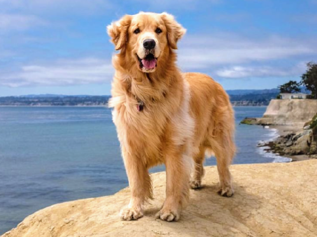 Meus parabéns, um Golden Retriever