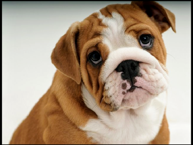 Meus parabéns, um Bulldog Inglês