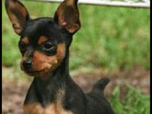 Meus parabéns, um Pinscher