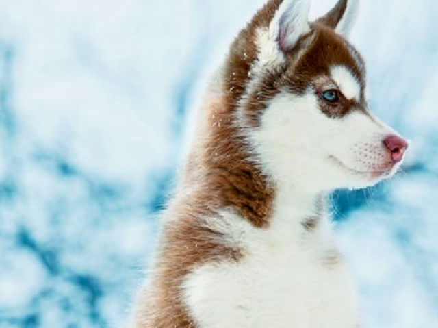 Meus parabéns, um Husky Siberiano