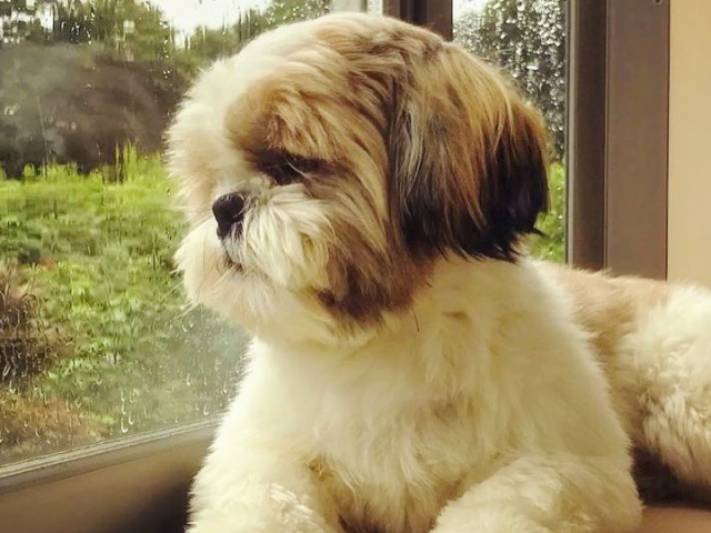Meus parabéns, um Lhasa Apso