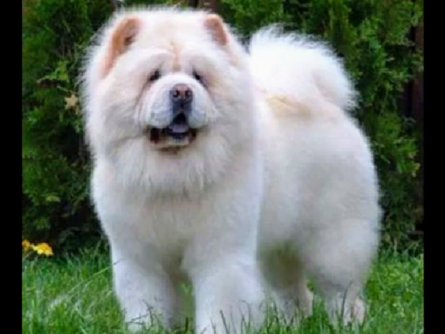 Meus parabéns, um Chow Chow