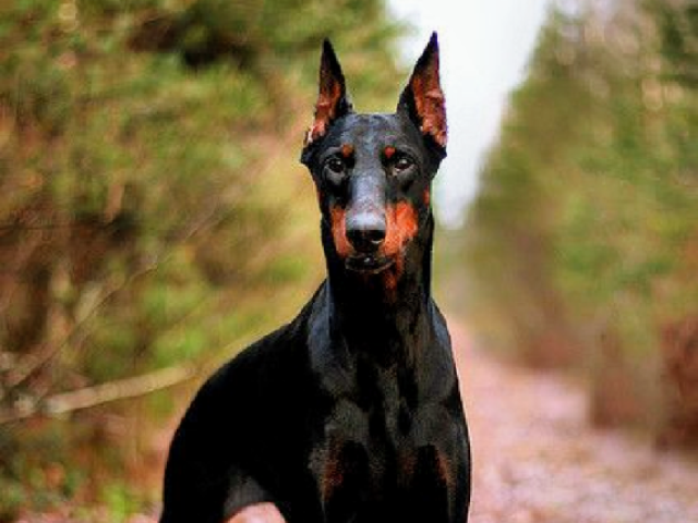 Meus parabéns, um Dobermann