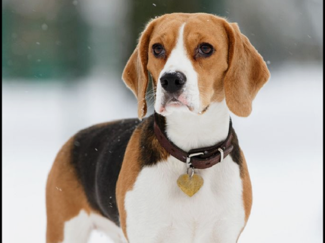 Meus parabéns, um Beagle
