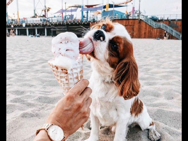 Meus parabéns, um Cavalier King Charles Spaniel