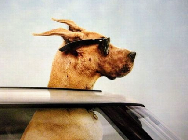 Meus parabéns, um Dogue Alemão