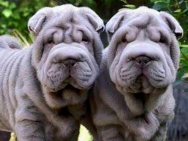 Meus parabéns, um Sharpei