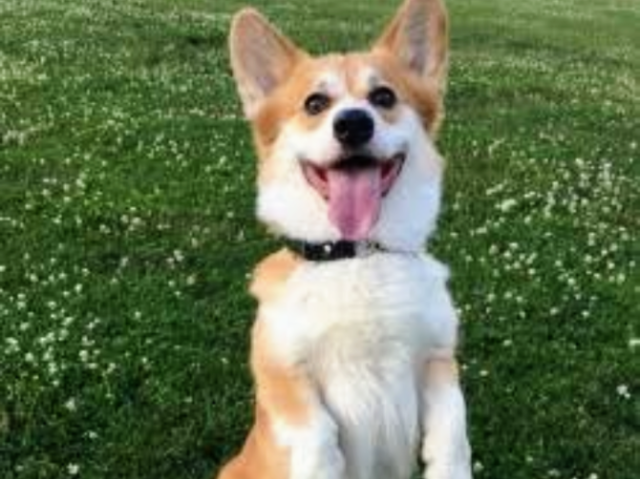 Meus parabéns, um Welsh Corgi