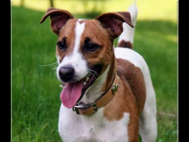 Meus parabéns, um Jack Russell Terrier