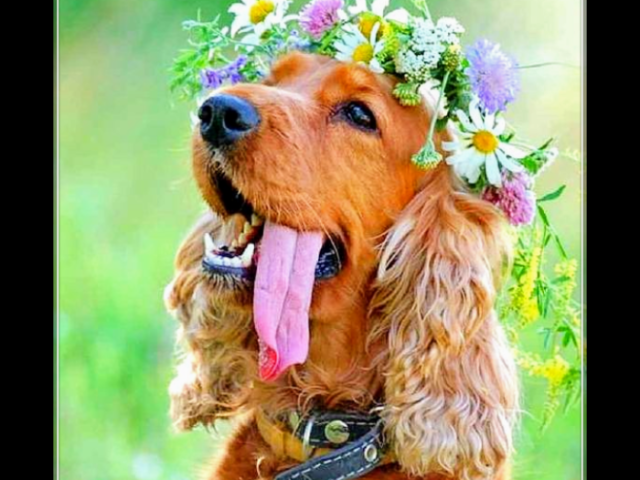 Meus parabéns, um Cocker Spaniel