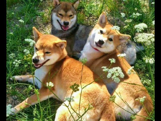 Meus parabéns, um Akita