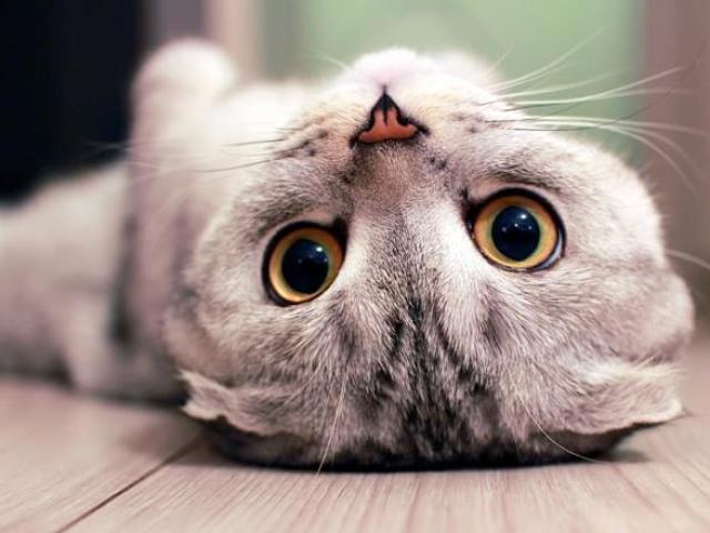 Qual felino mais combina com a sua personalidade?