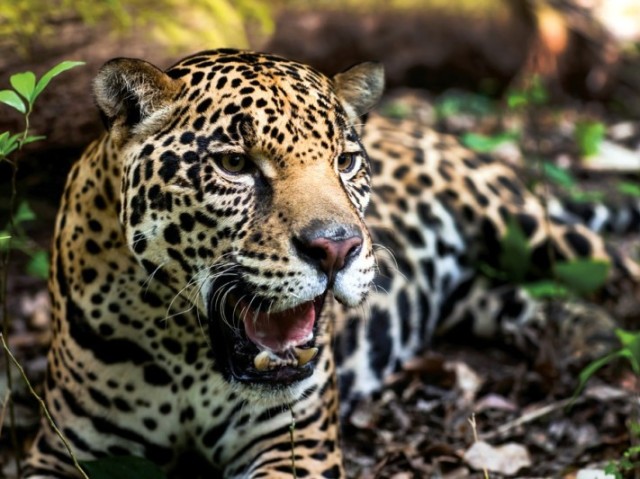 Onça-pintada