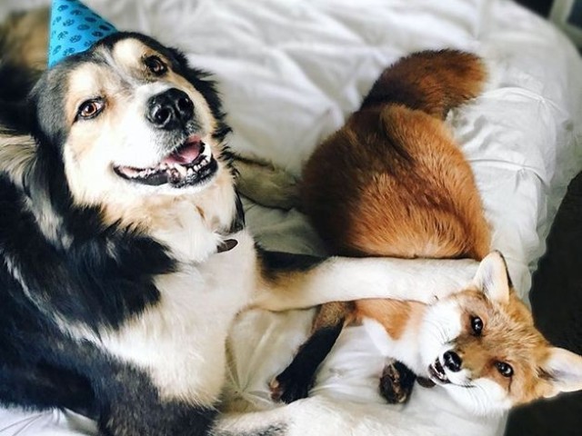 Qual animal você seria?