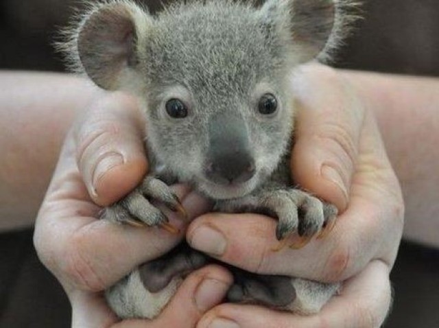 Coala
