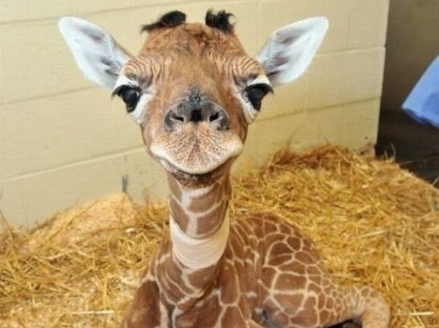 Girafa