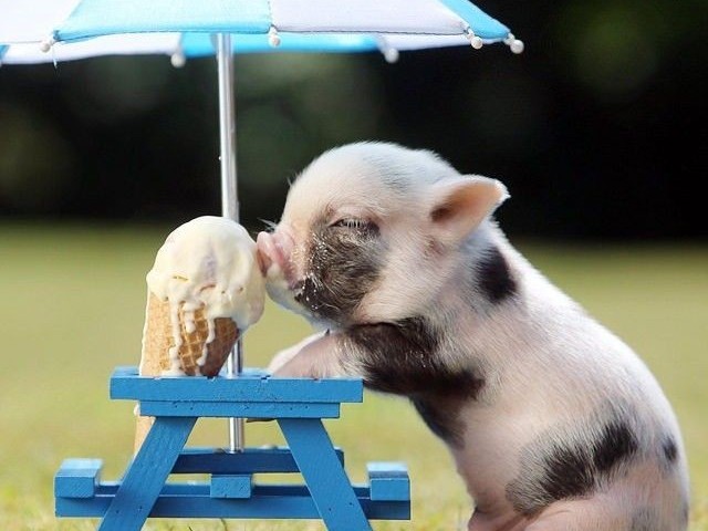 Porco