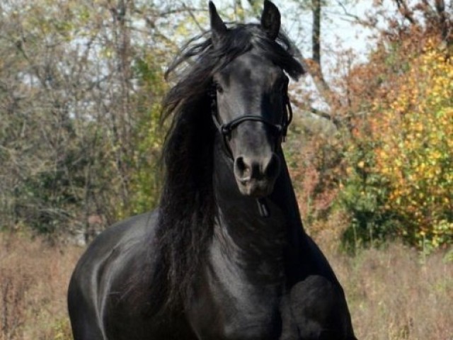 Cavalo