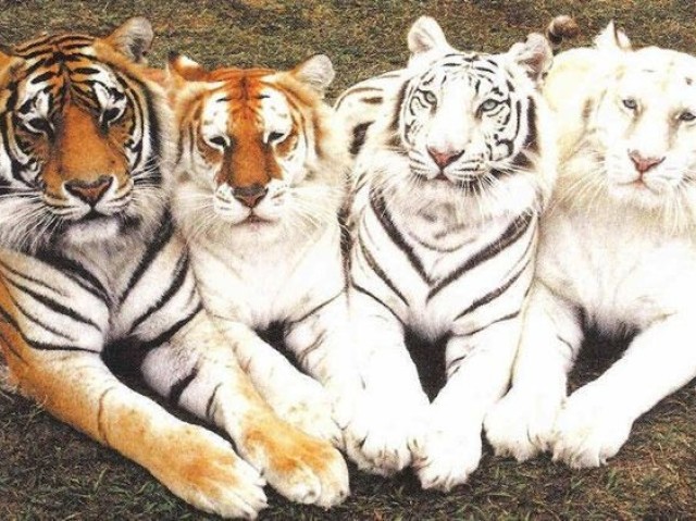 Tigre