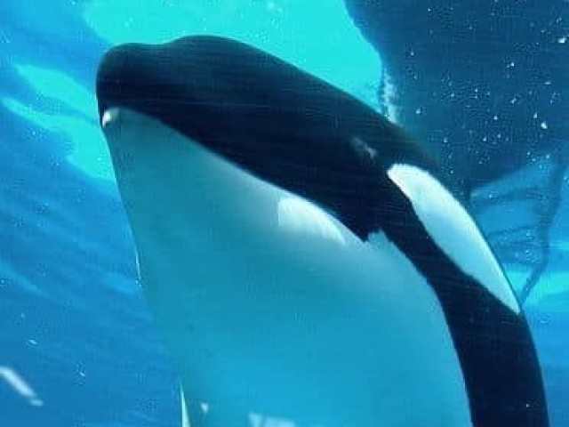 Baleia-Orca
