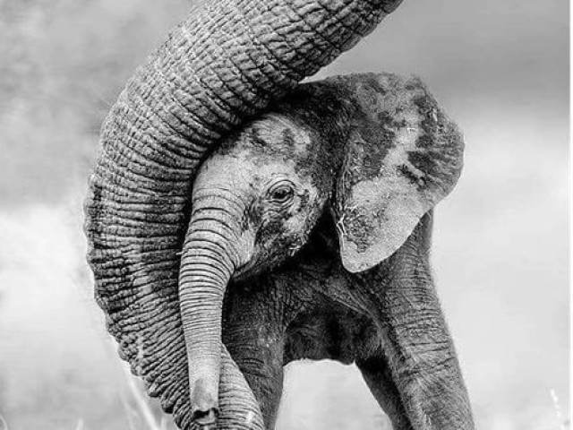Elefante