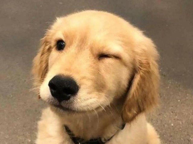 Cachorro
